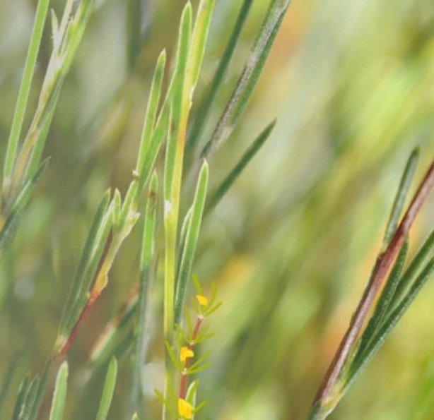 Green Rooibos