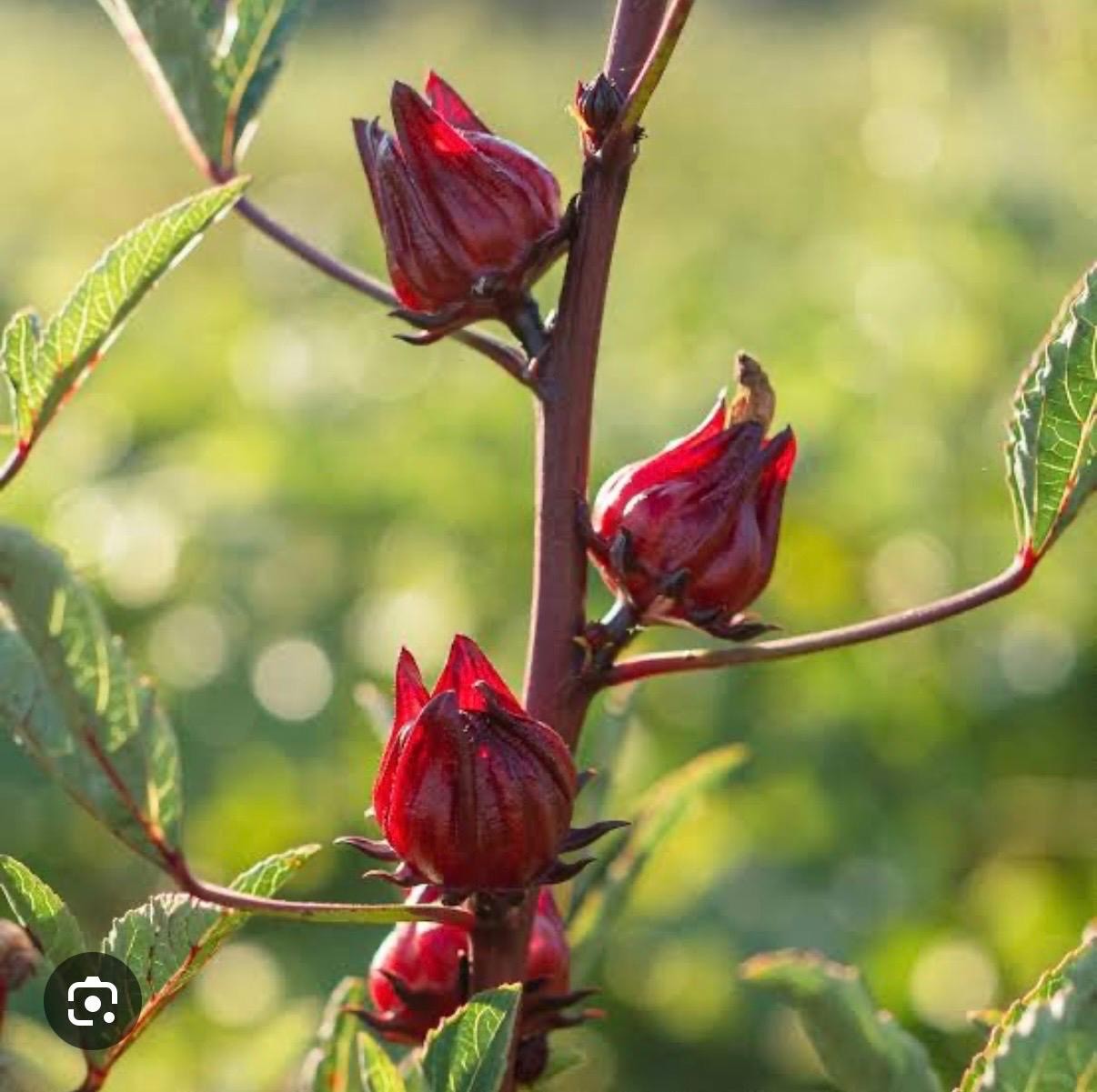Roselle hibiscus calyces on the plant