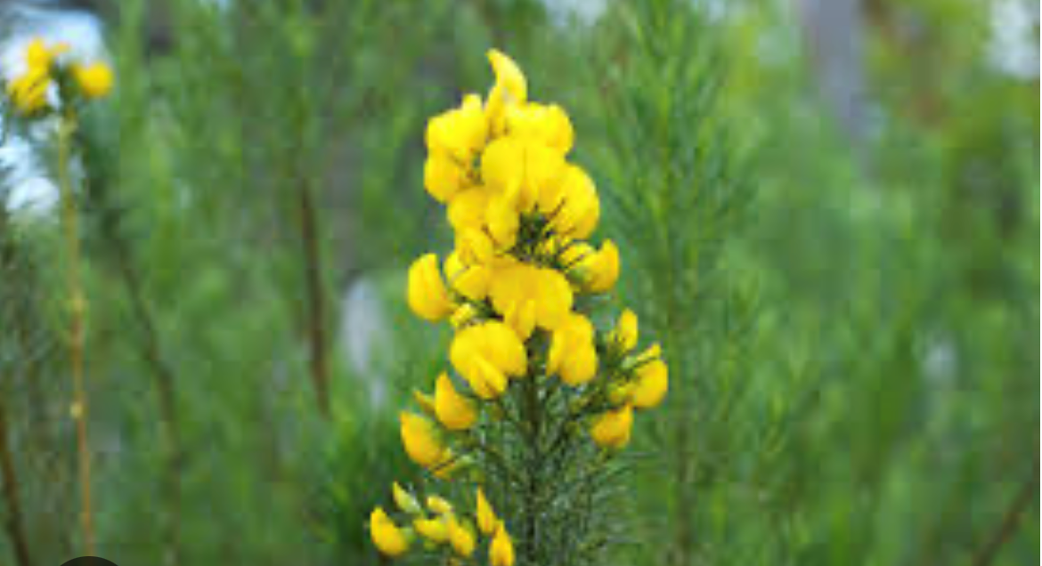 Honeybush