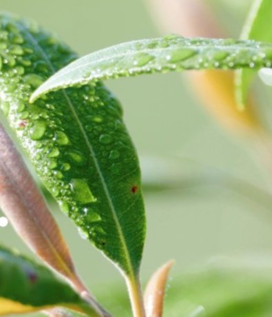 Lemon Myrtle