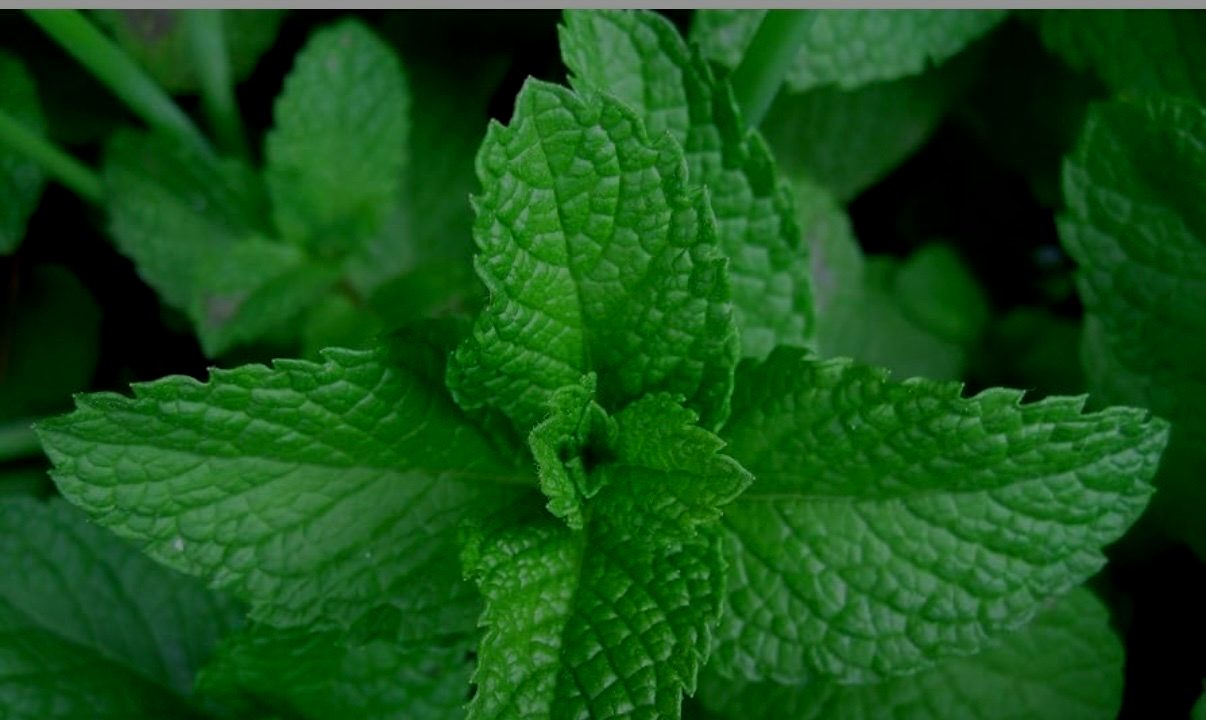 Peppermint