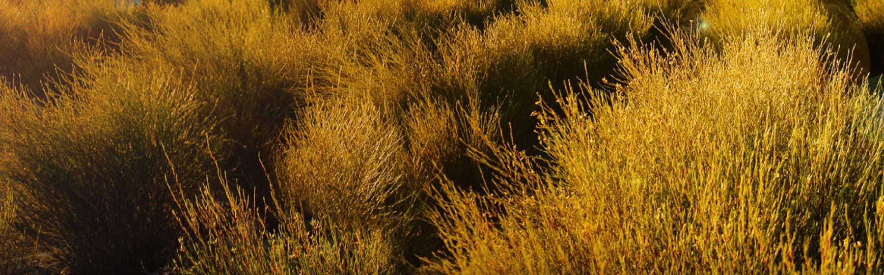 Rooibos plantation in the Cederberg at sunset