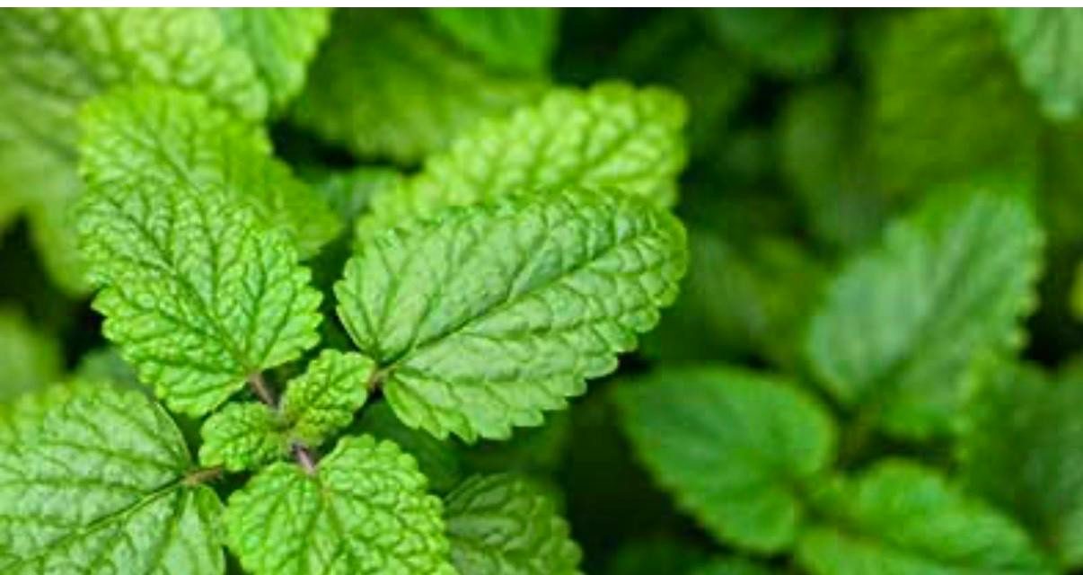 Spearmint